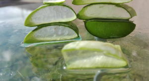 aloe vera