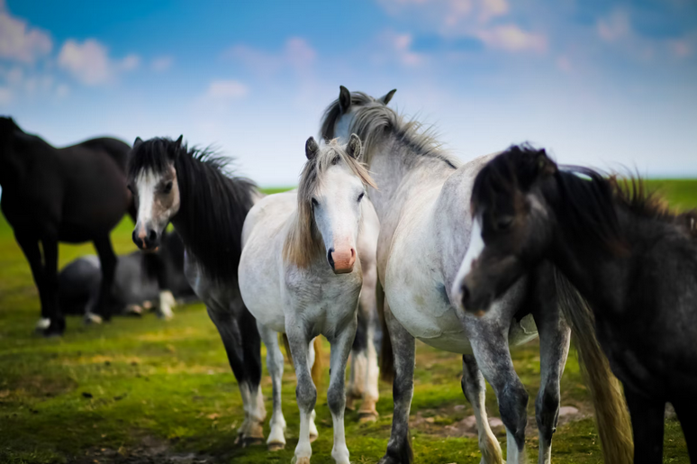 horses